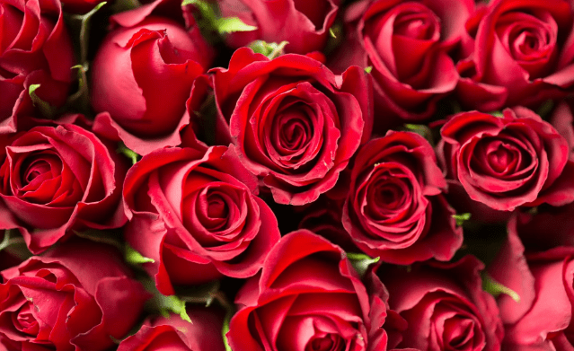 Singles Dating try Escorts on Valentines with Mission Escort Agency